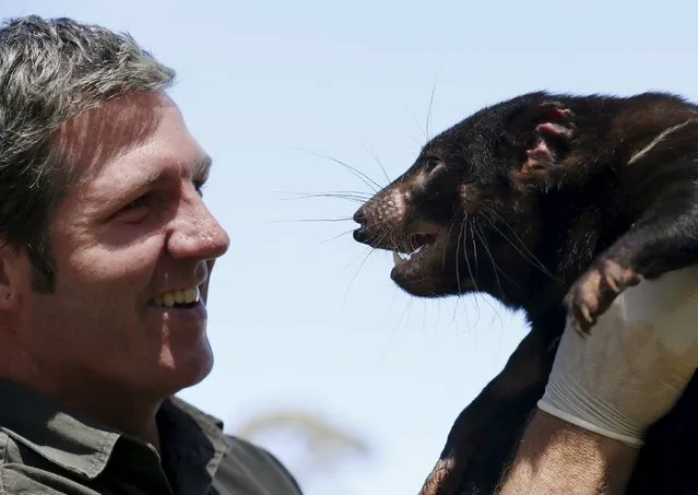 Devil Ark operations manager Mike Drinkwater inspects Irene, a Tasmanian Devil, as she is prepared as part of a shipment of healthy and genetically diverse devils to the island state of Tasmania, at the Devil Ark sanctuary in Barrington Tops on Australia's mainland, November 17, 2015. (Photo by Jason Reed/Reuters)