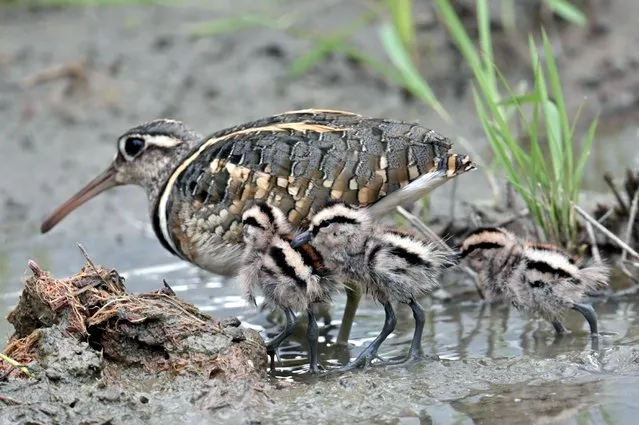 A male greater painted-snipe leads his chicks in wetlands in New Taipei City on May 2, 2023. (Photo by Sam Yeh/AFP Photo)