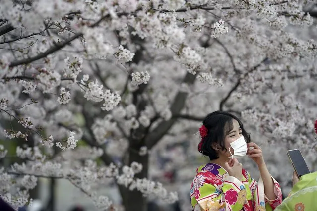 A woman wearing a face mask views a cherry blossom bloom at the Sumida Park Monday, March 28, 2022, in Tokyo. (Photo by Eugene Hoshiko/AP Photo)