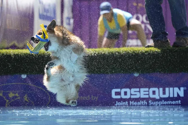 Bradie, a corgi, competes in the dock dive competition during the 147th Westminster Kennel Club Dog show, Saturday, May 6, 2023, at the USTA Billie Jean King National Tennis Center in New York. (Photo by Mary Altaffer/AP Photo)