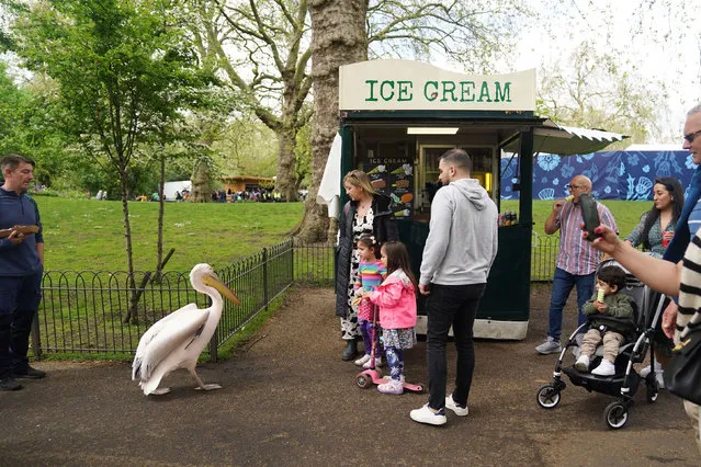 Pelicans in St James' Park, London on Sunday, May 7, 2023, as temperatures increase across the UK. (Photo by James Manning/PA Images via Getty Images)