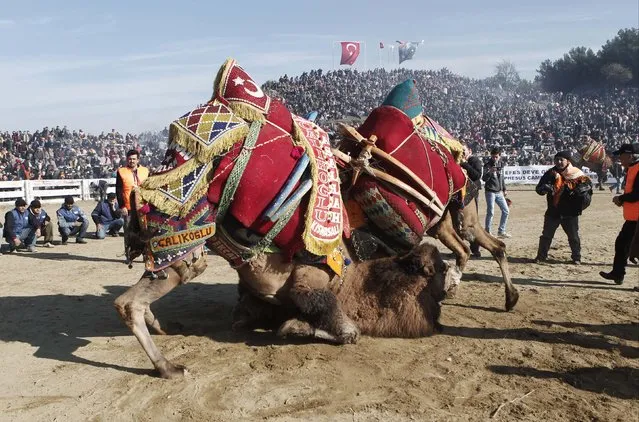 Two wrestling camels fight at the Pamucak arena during the Selcuk-Efes Camel Wrestling Festival in the town of Selcuk, near the western Turkish coastal city of Izmir January 18, 2015. (Photo by Osman Orsal/Reuters)