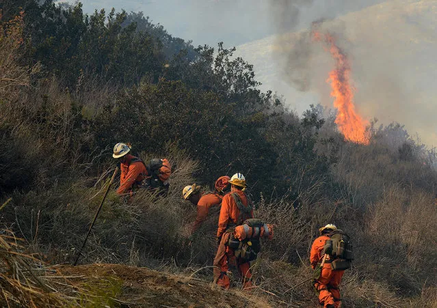 A Cal Fire inmate hand crew work to remove brush to prevent a wildfire from spreading a remote oil field access road in Ventura County, Calif., on Saturday, December 26, 2015. (Photo by Mike Eliason/Santa Barbara County Fire Dept. via AP Photo)