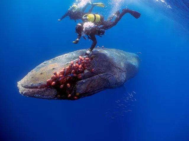 Spanish divers try to cut an illegal drift net off a 12-metre-long humpback whale, who got entangled in it near Cala Millor beach in the Balearic island of Mallorca, Spain on May 20, 2022. (Photo by Pedrosub/Reuters)