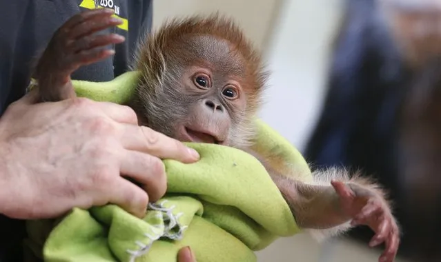 Three week old female orangutan baby Rieke is pictured during a presentation to the media at the Zoo in Berlin February 6, 2015. (Photo by Fabrizio Bensch/Reuters)