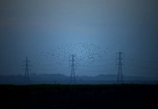 Migrating starlings fly past electricity pylons in the Kent countryside, Britain in this October 26, 2015 file photo. (Photo by Dylan Martinez/Reuters)
