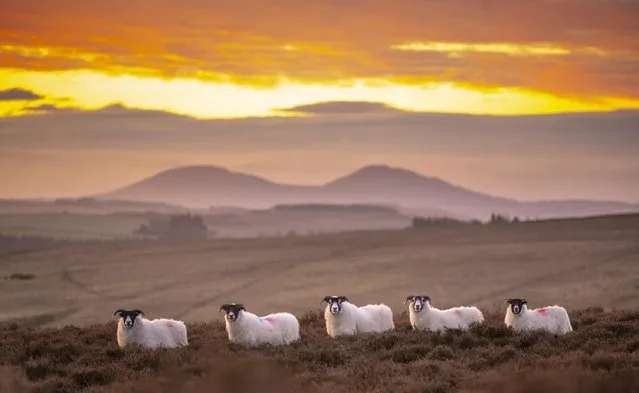 Scottish blackface sheep assemble at sunrise on top of Lauder Moor, Scottish Borders on February 7, 2023. (Photo by Phil Wilkinson/The Times)