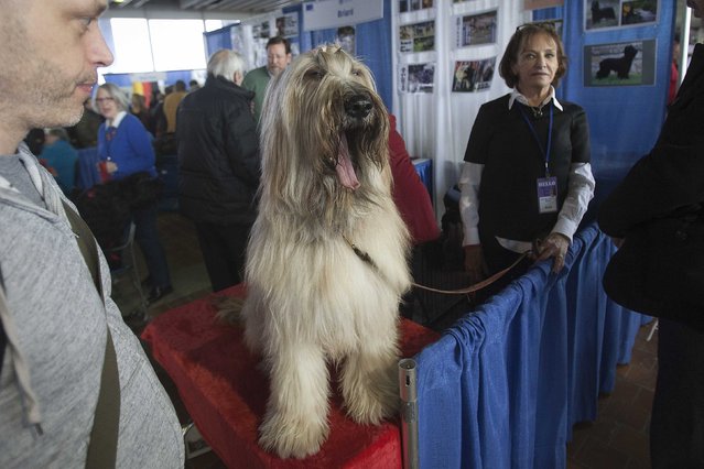 A Briard yawns during a Meet the Breeds event at the 139th Westminster Kennel Club's Annual Dog Show in the Manhattan borough of New York February 14, 2015. (Photo by Carlo Allegri/Reuters)