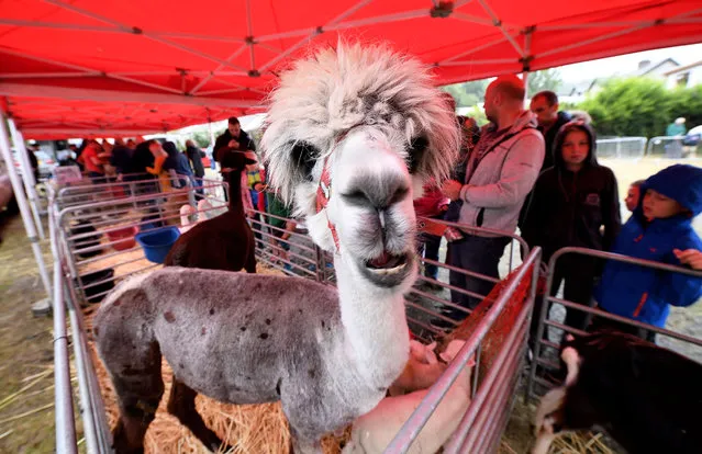 Ireland's Oldest Horse Fair provides street entertainment and market stalls on August 27, 2018. Two days of trading, bartering, busking, amusements and street entertainment competitions add to the atmosphere in the beautiful seaside resort of Ballycastle. (Photo by Alan Lewis/Photopress Belfast)