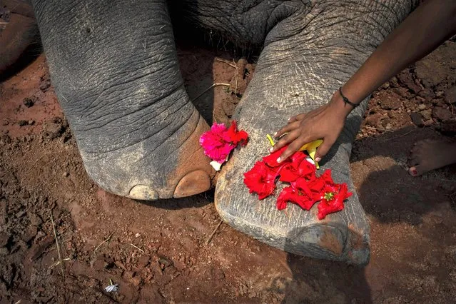 A village girl places flowers on the feet of a wild elephant that succumbed to injuries after being hit by a speeding train at Kurkria village, outskirts of Guwahati, India, Thursday, August 10, 2023. (Photo by Anupam Nath/AP Photo)
