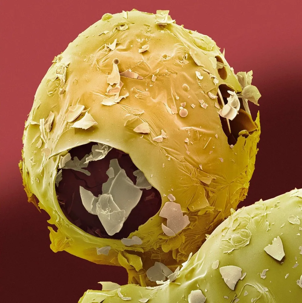 Food Under the Microscope