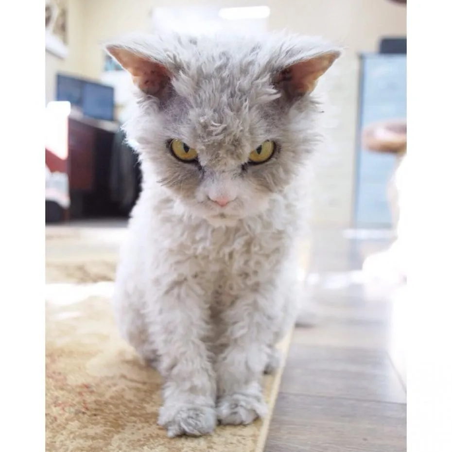 A Beautiful Scowling Curly-Haired Cat