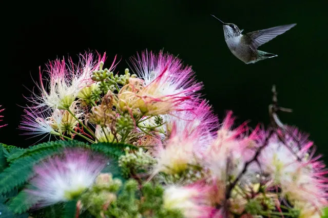 A ruby-throated hummingbird flies over a mimosa tree in Saugus, Massachusetts, on July 22, 2023. (Photo by Joseph Prezioso/AFP Photo)