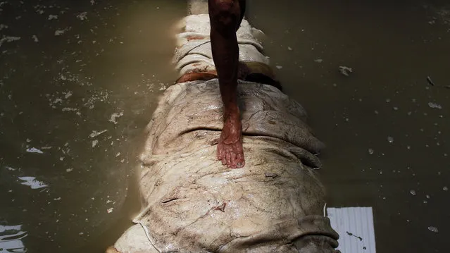 A man walks across a vat of water used to wash the hide. (Photo by Rezza Estily/JG Photo)