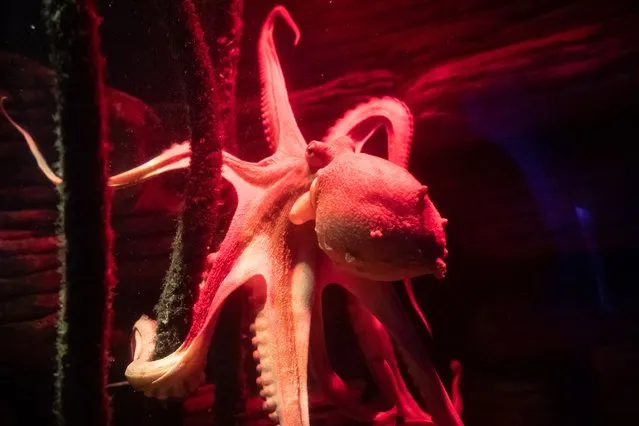 One year old Octopus Oktavius swims in Berlin's Sealife aquarium, on July 20, 2021. Octopus Oktavius reaches on his first birthday on July 20, 2021 a tentacles' span of about two meters, and received an extra portion of fish to celebrate his anniversary. (Photo by Paul Zinken/AFP Photo)