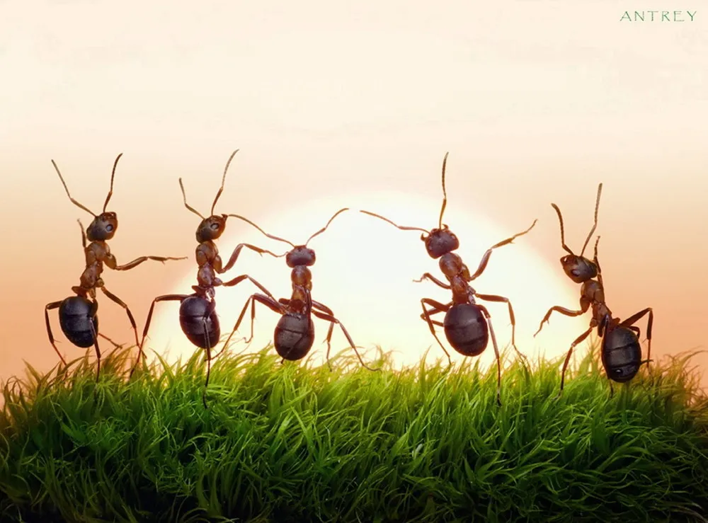 Natural Ant Photography by Andrey Pavlov Part 2