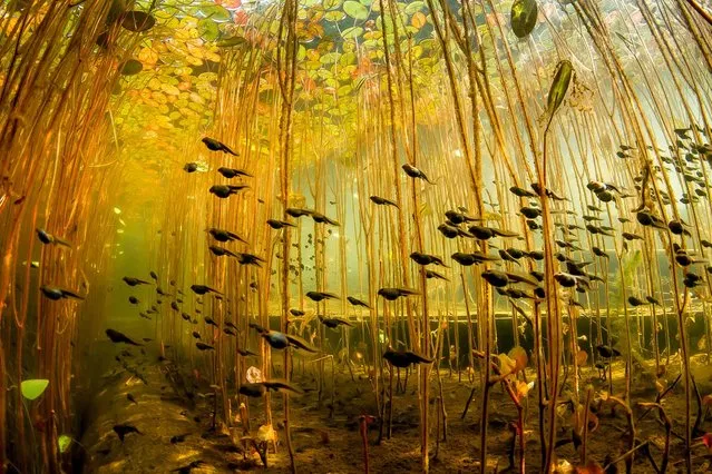 This photograph – an underwater shot of tadpoles swimming through a jungle of lily stalks in Cedar Lake on Vancouver Island, Canada – was our online Photo on January 2. Our editors liked Eiko Jones’s picture so much they published it again, this time in the April issue of National Geographic magazine. (Photo by Eiko Jones/National Geographic)
