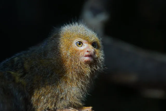 Pygmy Marmoset - The Smallest Monkey