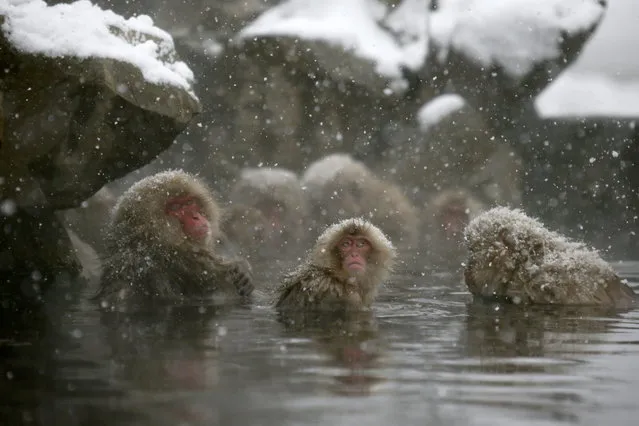Japanese Macaque monkeys soak in the warmth of mountain hotsprings at Jigokudani Monkey Park, in Yamanouchi, central Japan, 19 January 2014. (Photo by Kimimasa Mayama/EPA)