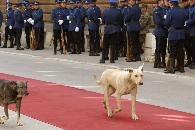 Stray dogs take a stroll on red carpet laid out in front of Bosnian presidency building ahead of the visit by Bulgarian President Rosen Plevneliev in Sarajevo, on Wednesday, April 22, 2015. (Photo by Amel Emric/AP Photo)