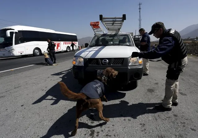 Police officers and his re-trained dog inspect a vehicle at a security checkpoint in Saltillo, Mexico March 4, 2016. (Photo by Daniel Becerril/Reuters)