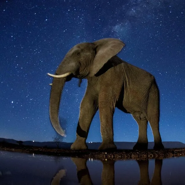 African Elephant under the starry sky. (Photo by Bence Mate/Reuters/Courtesy of World Press Photo Foundation)