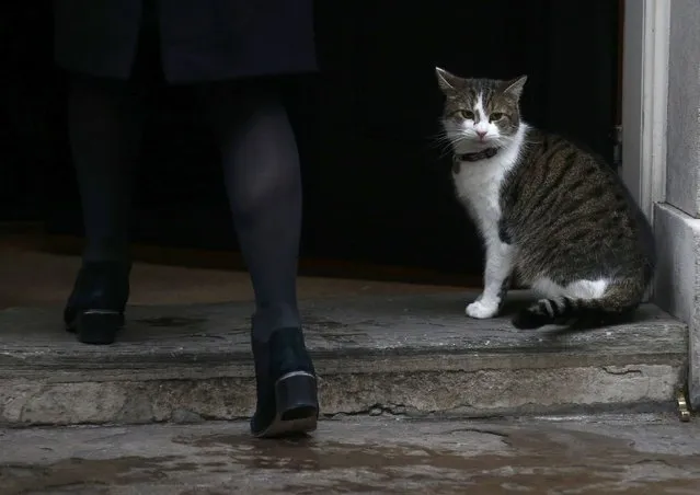 Larry the Downing Street cat sits on the doorstep to number 10 as members of cabinet arrive for their weekly meeting, London, January 31, 2017. (Photo by Peter Nicholls/Reuters)