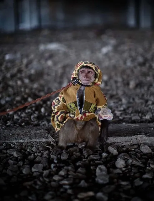 A trained monkey sits held by a leash on the outskirts of Islamabad. (Photo by Muhammed Muheisen/Associated Press)