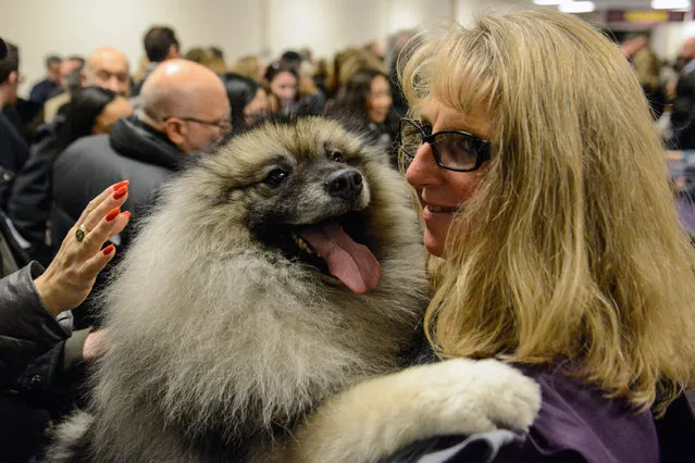 A Keeshond hugs its owner backstage at the 141st Westminster Kennel Club Dog Show, in New York City, U.S. February 13, 2017. (Photo by Stephanie Keith/Reuters)