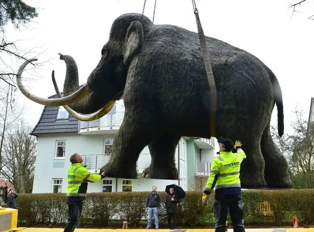 A crane carries the replica of a mammoth to the park at the Kunsthaus Meyenburg in Nordhausen, Germany, 30 March 2016. The large Nordbrand-Nordhausen mammoth figure was previously displayed on a traffic island in the city but needed to be removed after vandalism. The spirits manufacturer Nordbrand Nordhausen had been using the mammoth as a promotional object for many years. (Photo by Martin Schutt/EPA)