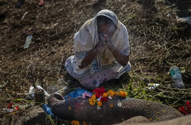 A woman worships a wild male elephant , one of two killed by a train in Durung Pathar, in the northeastern Indian state of Assam, Wednesday, December 1, 2021. Speeding trains have run down dozens of wild elephants in Assam in the past, forcing the Indian Railways, which runs the trains, to regulate speed in known elephant corridors. Assam, which has a history of man-elephant conflict, has an estimated 5,000 wild Asiatic elephants. (Photo by Anupam Nath/AP Photo)