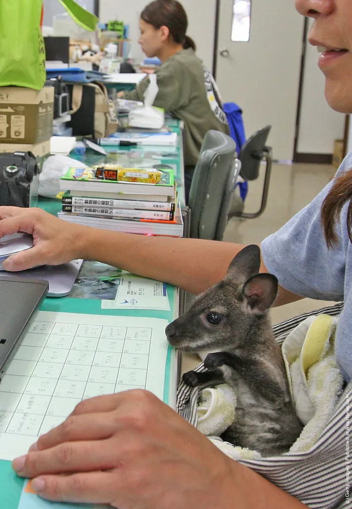 Baby Wallaby