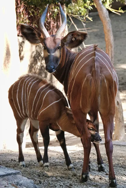 A male, Eastern bongo calf feeds from his mother on the day of his debut at the Los Angeles Zoo on Thursday, February 23, 2107. (Photo by Richard Vogel/AP Photo)