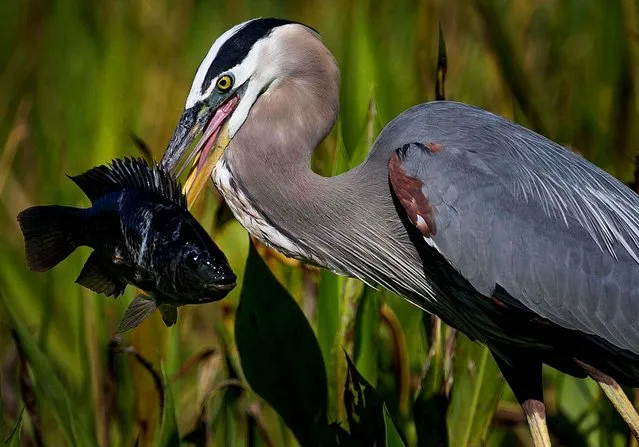 A blue heron carries his lunch at Valencia Reserve in Boynton Beach, on March 11, 2014. (Photo by Allen Eyestone/The Palm Beach Post)