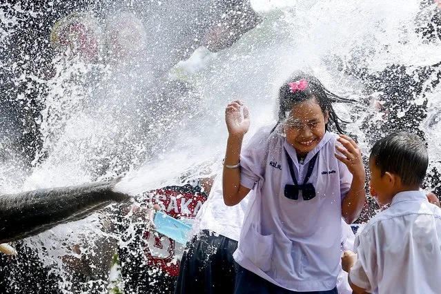 A schoolgirl is soaked with water thrown by an elephant in a preview of the upcoming Songkran Festival celebration, the Thai traditional New Year, also known as the water festival in the ancient world heritage city of Ayutthaya, Thailand, 11 April 2016. The annual elephant Songkran is held to promote the tourism industry prior the three-day Songkran Festival which starts on 13-15 April annually and is celebrated with splashing water and putting powder on each others faces as a symbolic sign of cleansing and washing away the sins from the old year. (Photo by Diego Azubel/EPA)