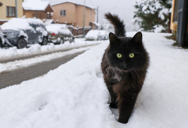 A cat is seen in a street in the village of Krasnaya Polyana in Sochi, Russia on December 21, 2021 after a snowfall. (Photo by Dmitry Feoktistov/TASS)