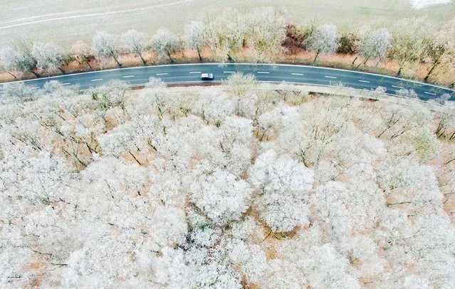 Aerial view taken on January 18, 2017 with a drone shows a car driving past trees covered in frost in Nordstemmen near Hildesheim, northern Germany. (Photo by Julian Stratenschulte/AFP Photo/DPA)