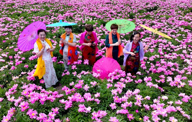 People pose for photos among blooming paeonia lactiflora, commonly known as Chinese herbaceous peony flowers, at Jiang Li Village on April 29, 2024 in Shibali Town, Bozhou City, Anhui Province of China. (Photo by VCG/VCG via Getty Images)