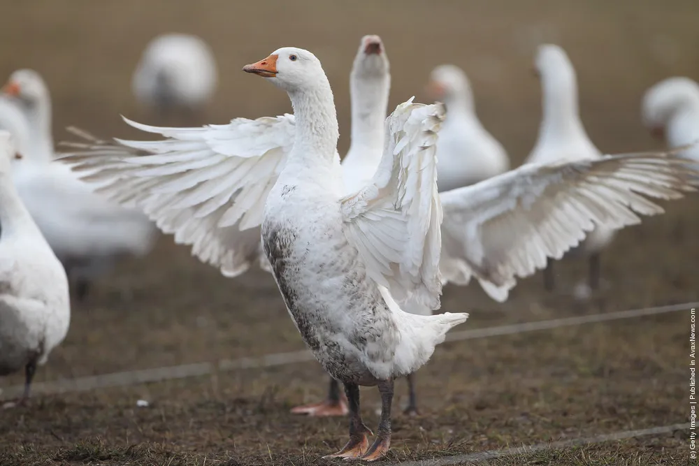 Goose Farmers Prepare For Christmas Season