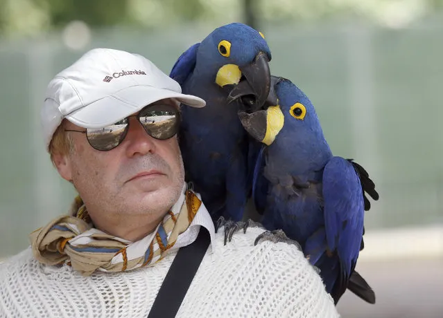A man strolls with his two hyacinth macaws (Anodorhynchus hyacinthinus) through Hyde Park in London, Wednesday, July 1, 2015. Britain is preparing itself for the hottest day in nine years Wednesday, with temperatures possibly rising to 35 Celsius (95 Fahrenheit) in London. (Photo by Frank Augstein/AP Photo)