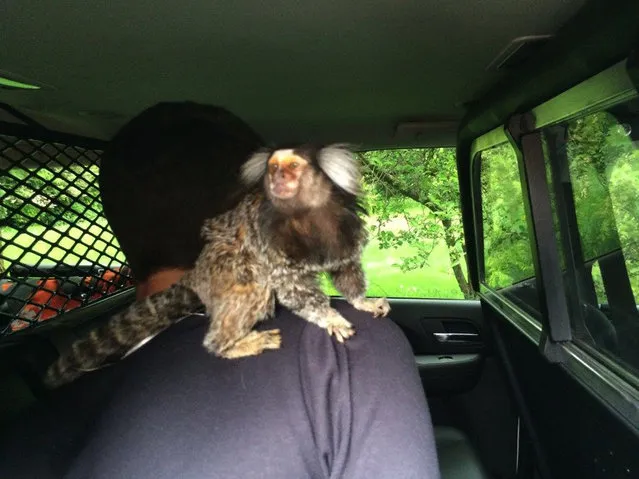 In this photo provided by the Burien Police Department, police officers detain a man with his monkey after he crashed into someone's yard in Burien, Wash., Wednesday, May 4, 2016. The monkey refused to be held by officers, however. They had to call the man's mother to pick up the animal. (Photo by Burien Police Department via AP Photo)