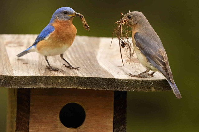 A male bluebird, left, brings food to his mate who has been busy with nest-building duties, Tuesday, May 28, 2024, in Freeport, Maine. (Photo by Robert F. Bukaty/AP Photo)