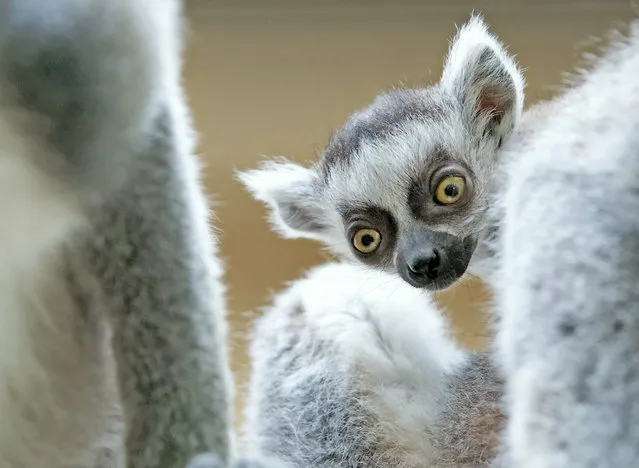 A four weeks old ring-tailed lemur (Lemur catta) plays in the Zoo in Erfurt, central Germany, Tuesday, April 22, 2014. (Photo by Jens Meyer/AP Photo)