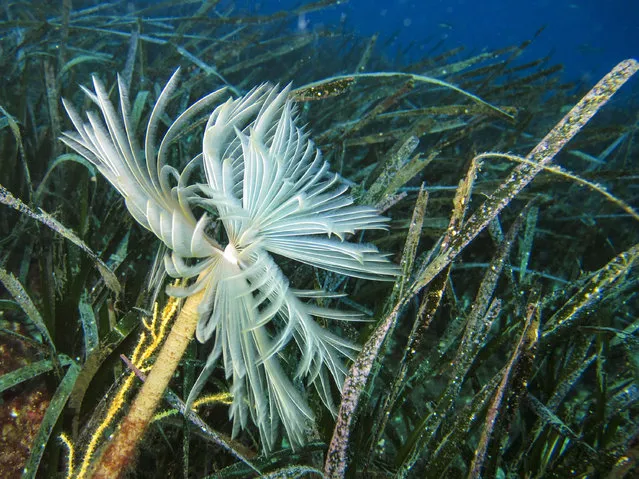 A spiral tube-worm in Neptune grass meadows in the Mediterranean Sea, near Marseille, France. Recreational boats seriously damage the ecosystem by plowing the seabed with their anchors. Neptune grass, or Posidonia oceanica, a protected species, grows only a few centimetres a year and blooms only a few times a decade, but does a lot of work. The mat that it forms offers shelter to small fish, traps carbon and produces oxygen, and its leaves limit erosion caused by waves. (Photo by Boris Horvat/AFP Photo)