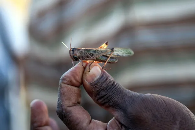 A member of the technical team of the Food and Agriculture Organization of the United Nations (FAO), holds a locust at a FAO camp on May 7, 2014 in Tsiroanomandidy, Madagascar. (Photo by AFP Photo/RIJASOLO)