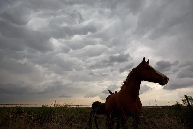 Mammatus clouds, often associated with severe thunderstorms, hover in the sky behind a horse, May 9, 2017 near Clovis, New Mexico. (Photo by Drew Angerer/Getty Images)