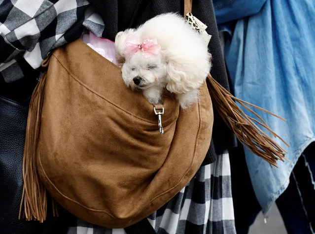 A woman carries her pet dog in a bag while visiting Interpets, an international fair for pet-related products and services, in Tokyo, Japan, March 31, 2022. (Photo by Kim Kyung-Hoon/Reuters)