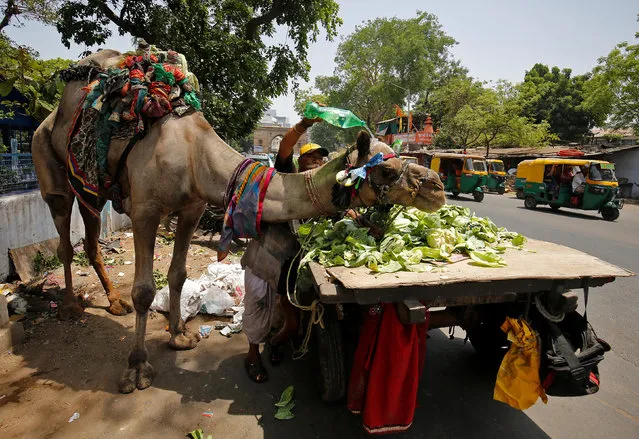 A man pours water on his camel on a hot summer day in Ahmedabad, India, May 18, 2017. (Photo by Amit Dave/Reuters)