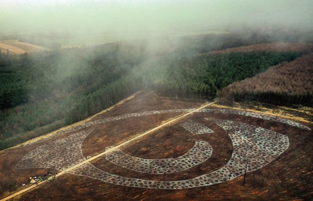 An aerial view shows the layout for the planting of trees in the shape of an eye, to create “The Forest Eye”, set to be the largest living forest feature in England, in Dalby Forest near Scarborough, north east England, on February 8, 2022. 5,000 beech, alder and maple trees, were on Tuesday to be planted in the shape of a child's eye to create a the largest living forest feature in England – an initiative by Forestry England, arts organisation Sand In Your Eye and the Environment Agency – and will be visible from the air in six years' time as the trees mature and are managed as an integral part of Dalby Forest. (Photo by Paul Ellis/AFP Photo)