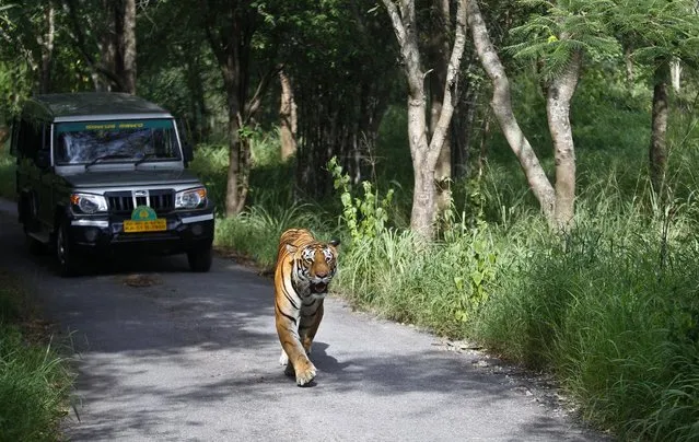 A Bengal tiger walks along a road ahead of a vehicle on Global Tiger Day in the jungles of Bannerghatta National Park, 25 kilometers (16 miles) south of Bangalore, India, Wednesday, July 29, 2015. India's latest tiger census conducted in 2014 showed a sharp increase in the number of the endangered cats in the wild. The country has nearly three-fourths of the world's estimated 3,200 tigers. (Photo by Aijaz Rahi/AP Photo)